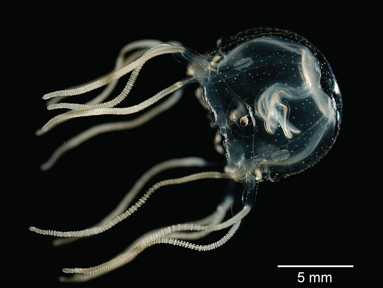 Las medusas pueden aprender de experiencias pasadas como los humanos, los ratones y las moscas. Ejemplar de 'Tripedalia cystophora' / Foto: Wikipedia