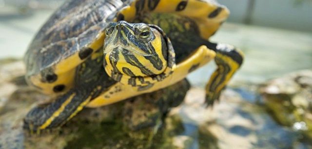 Las tortugas de Florida abandonadas son una de las principales especies invasoras de este ecosistema / Foto: Josep Cano