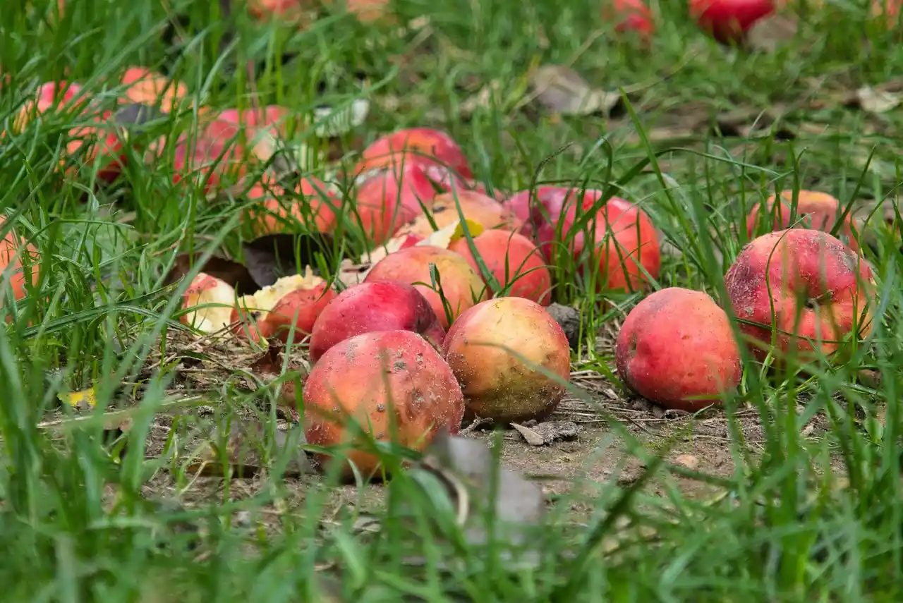Imagen Día Internacional Pérdida y Desperdicio de Alimentos 2024 / Foto: PB