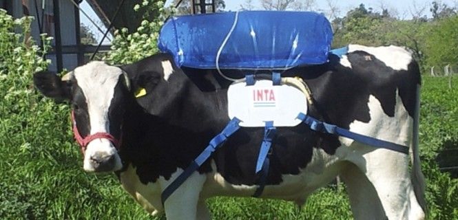 Una de las vacas utilizadas con la mochila que almacena sus gases / Foto: INTA