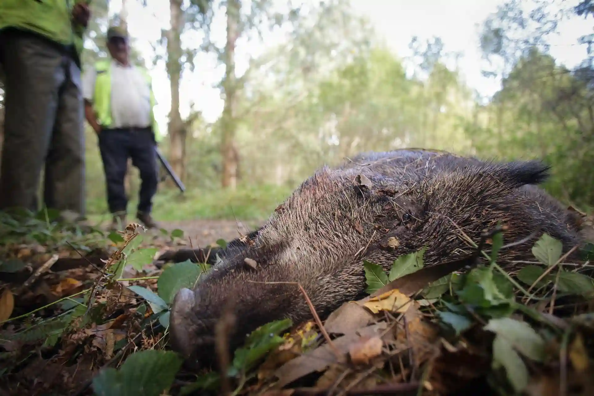 Batida al jabalí de una cuadrilla de cazadores en Galicia / Foto: EP