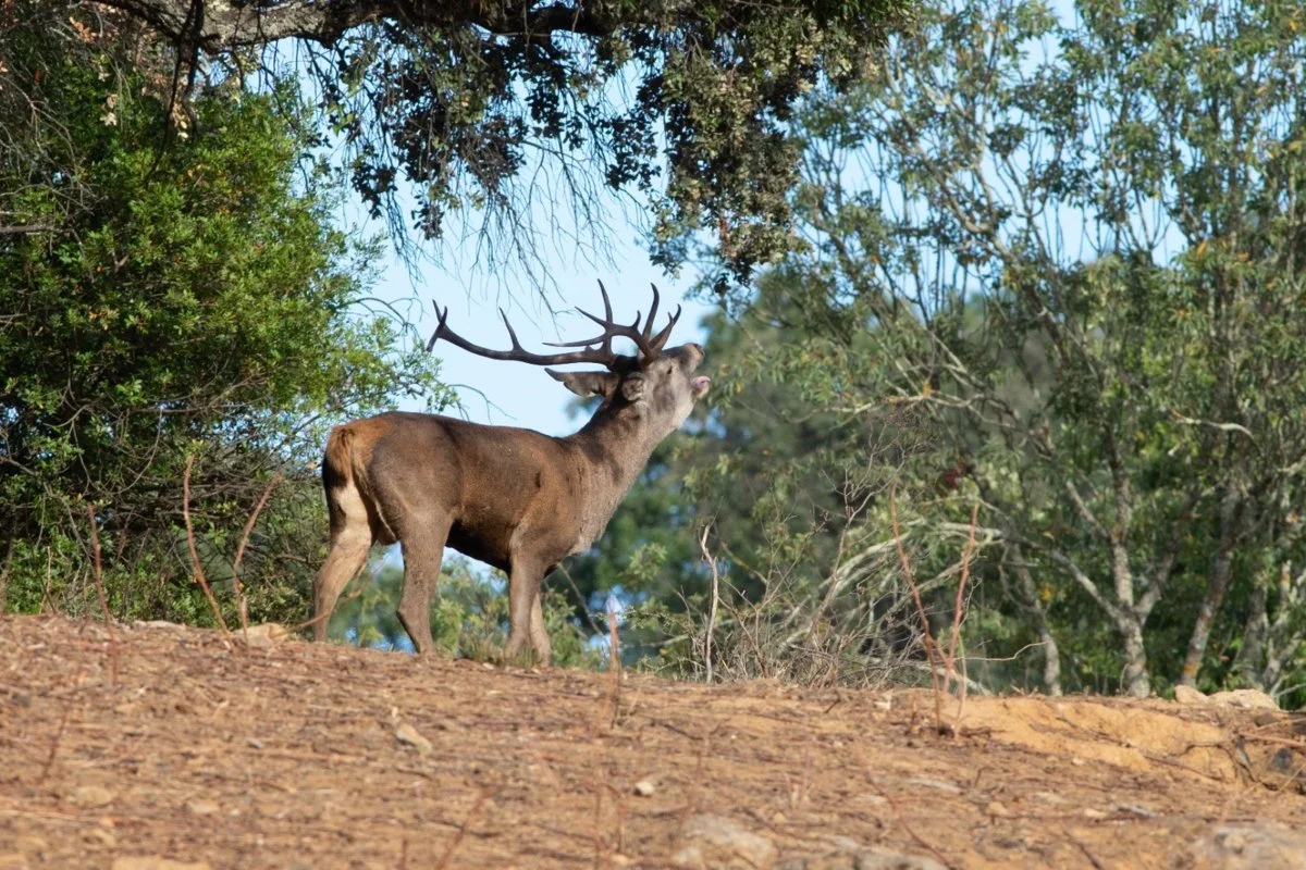 La disminución de machos de ciervo en la Montaña Palentina afecta a la berrea / Foto: EP