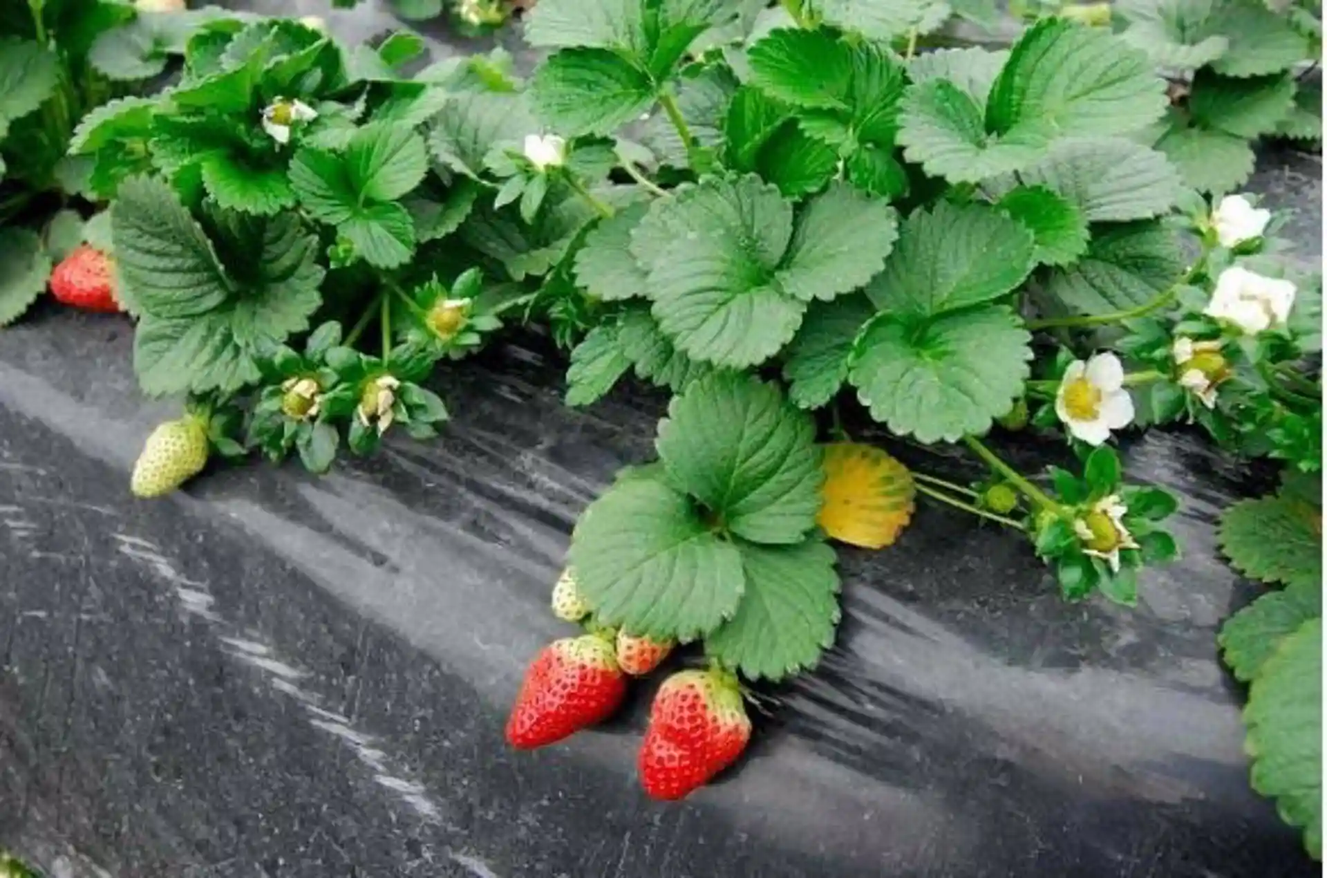 El riesgo de comercializar fresas ilegales de Doñana / Foto: WWF