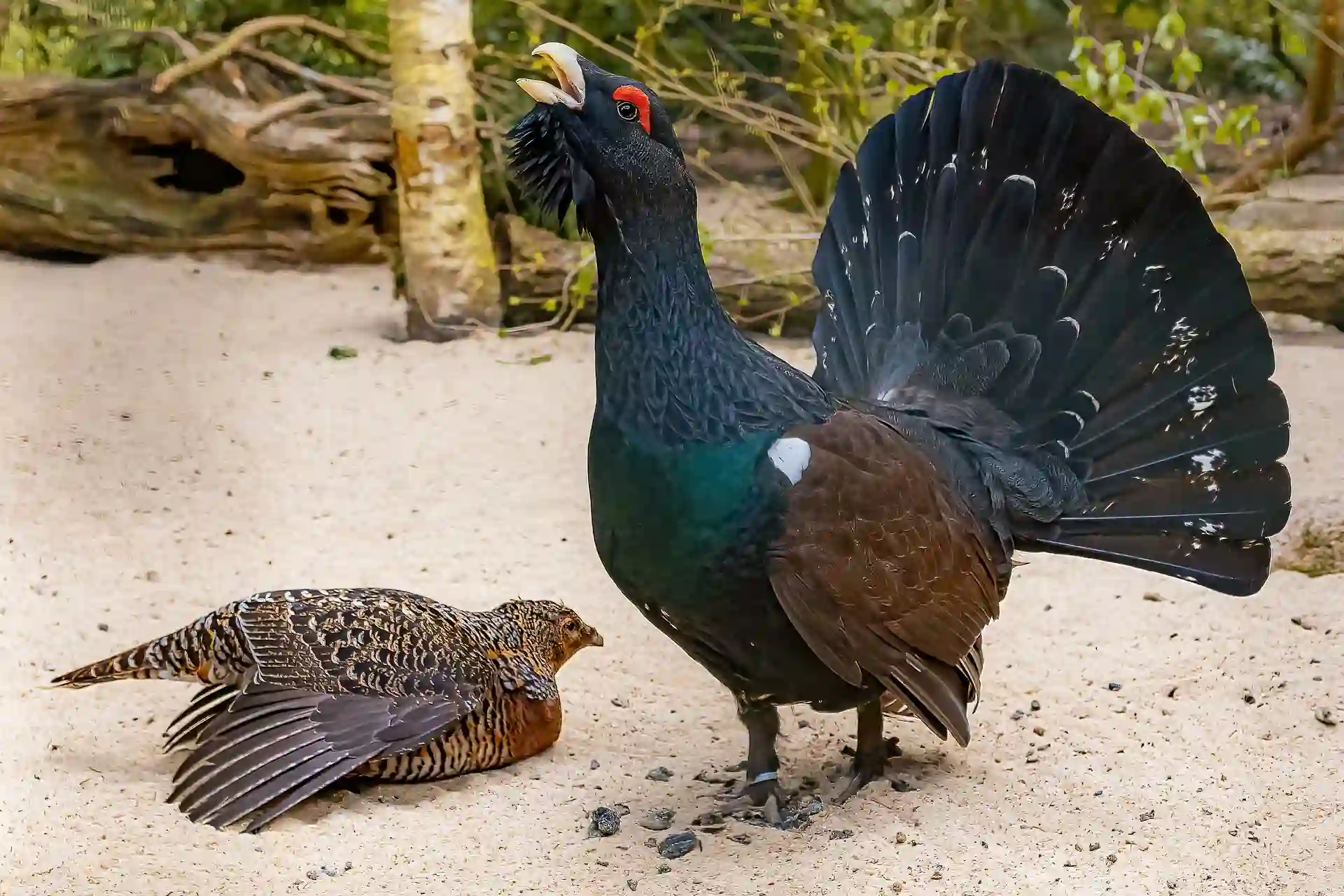 El urogallo cantábrico se considera “en peligro crítico de extinción” / Foto: PB