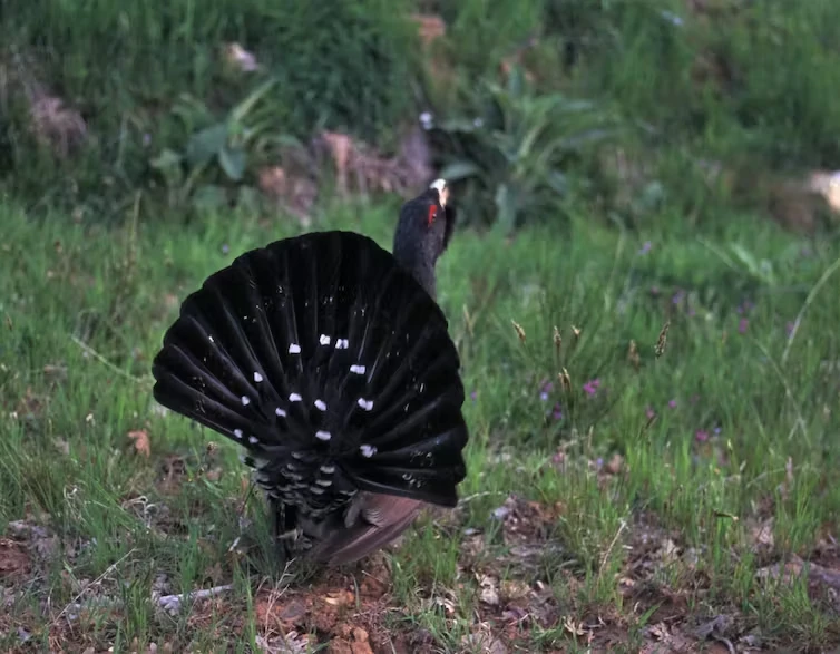 Gallo cantábrico en la zona del Alto Boeza (León). Benito Fuertes Gallo cantábrico en la zona del Alto Boeza (León). Benito Fuertes
