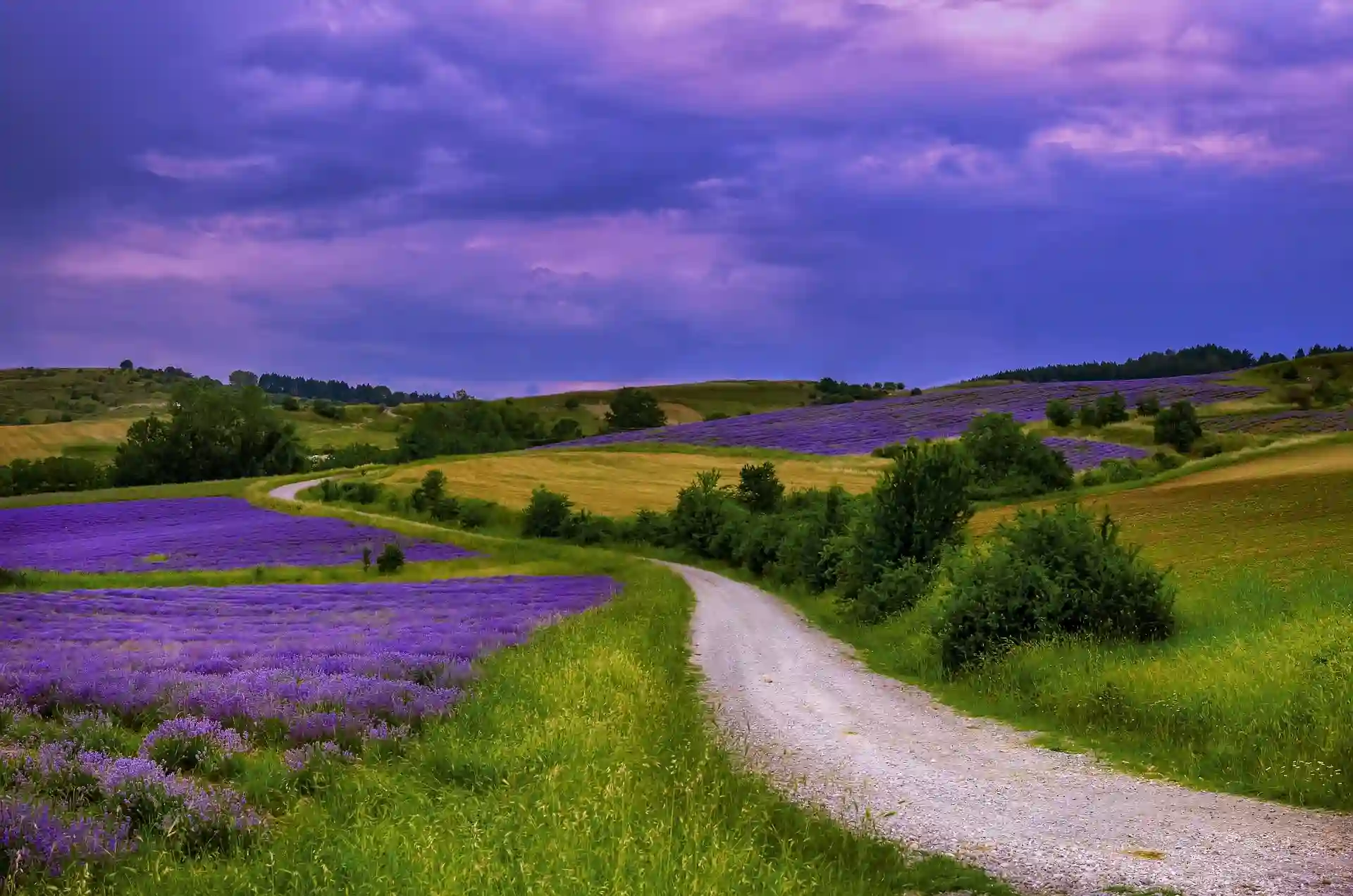 Cultivo de lavanda  / Foto: PB