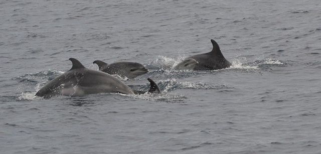 Avistamiento de un grupo de delfines mulares con crías en la zona de estudio / Foto: Associació Cetàcea - EP