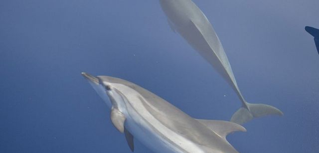 Delfines listados nadando en paralelo a la embarcación de los observadores / Foto: Associació Cetàcea