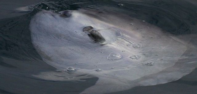El espectacular pez luna, que se deja flotar en la superficie, es avistado con frecuencia / Foto: Associació Cetàcea