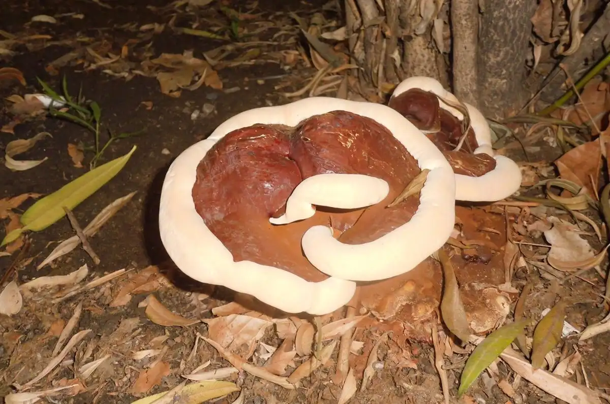 Los hongos son unos seres fascinantes, desconocidos y peligrosos por igual. Diez curiosidades que quizá desconocias / Foto: EP