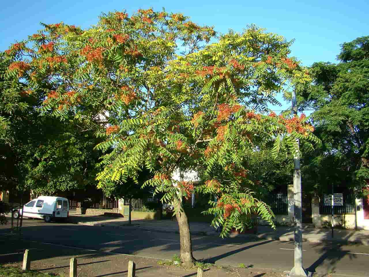 'Ailanthus altissima', una de las muchas plantas exóticas invasoras de la montaña de  Montjuïc / Foto: Wikipedia