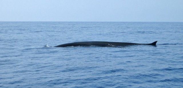 El rorcual común es el segundo mayor animal del planeta y puede superar los 20 metros de longitud / Foto: Associació Cetàcea