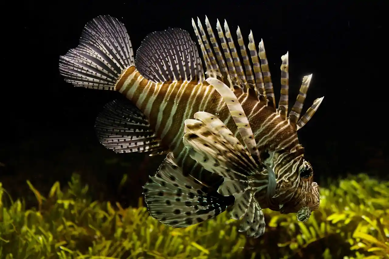 Ejemplar de pez escorpión ('Scorpaenidae') Curiosidades de los peces / Foto: PB