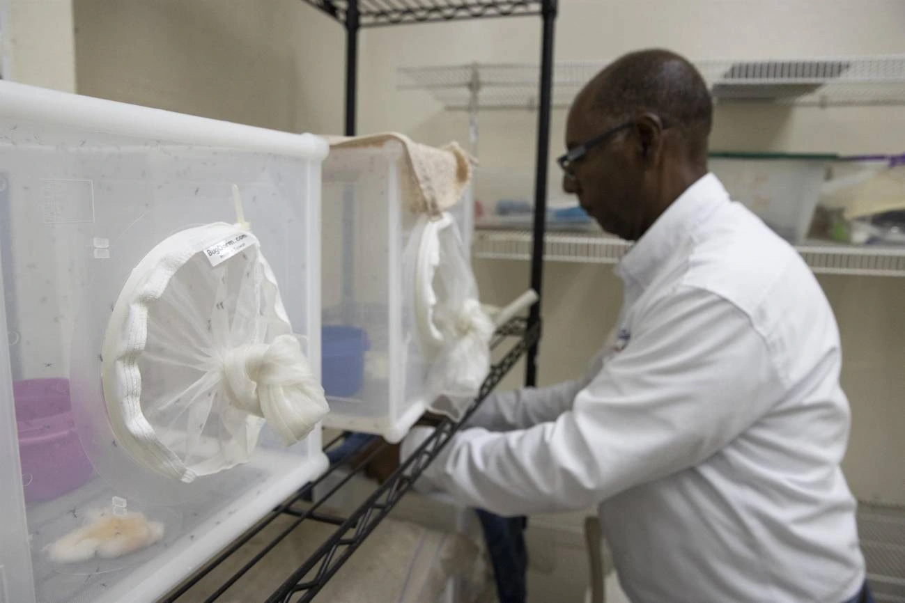 Un técnico trabaja en el insectario con mosquitos 'Aedes aegypti', en el laboratorio de entomología del Centro Nacional de Control de Enfermedades Tropicales (CENCET), hoy, en Santo Domingo (República Dominicana)
