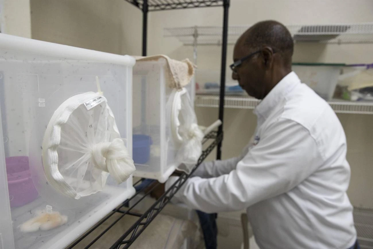 Un técnico trabaja en el insectario con mosquitos 'Aedes aegypti', en el laboratorio de entomología del Centro Nacional de Control de Enfermedades Tropicales (CENCET), hoy, en Santo Domingo (República Dominicana) Un técnico trabaja en el insectario con mosquitos 'Aedes aegypti', en el laboratorio de entomología del Centro Nacional de Control de Enfermedades Tropicales (CENCET), hoy, en Santo Domingo (República Dominicana)