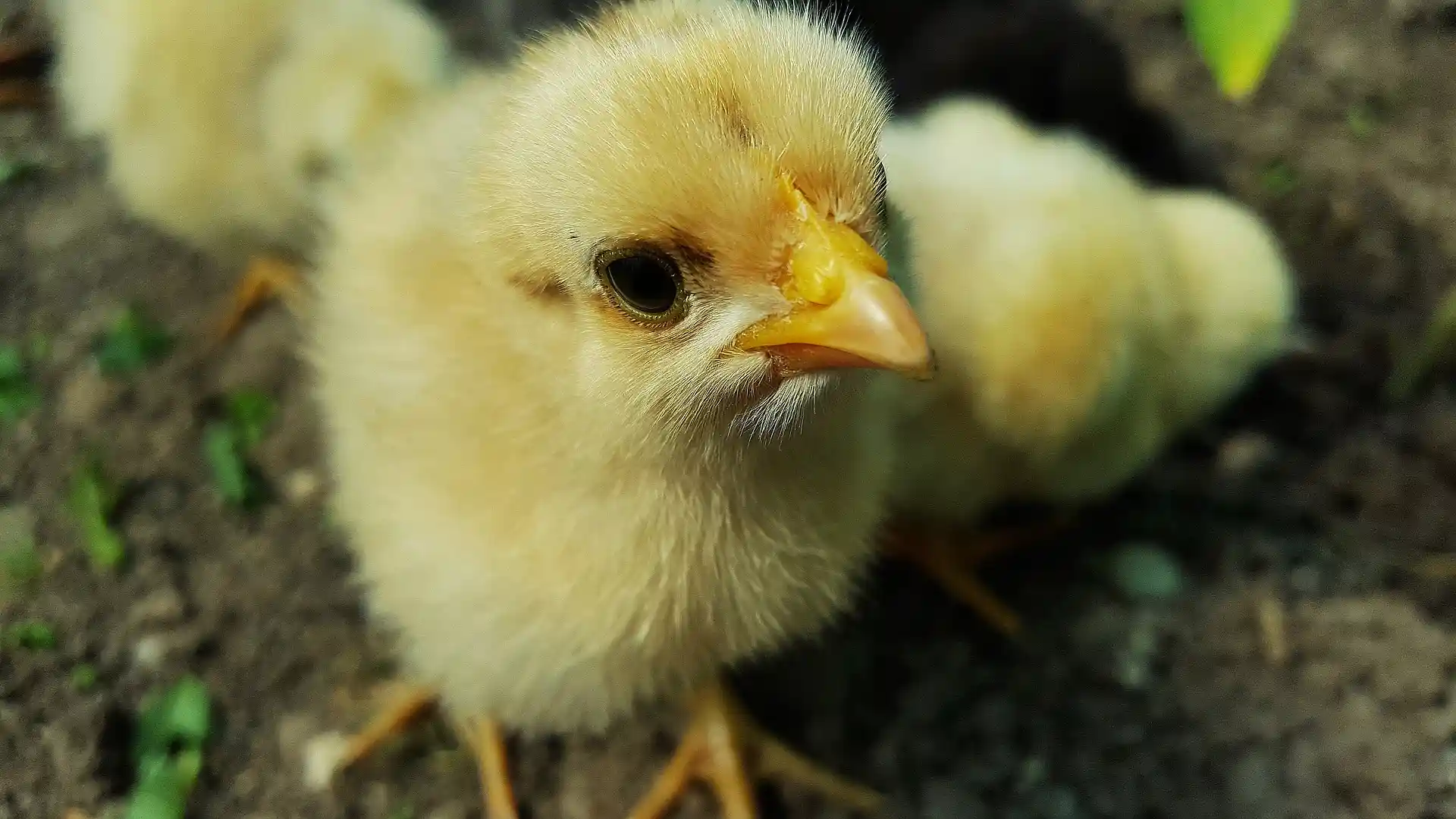 Modifican genéticamente pollos para hacerlos resistentes a la gripe aviar / Foto: PB