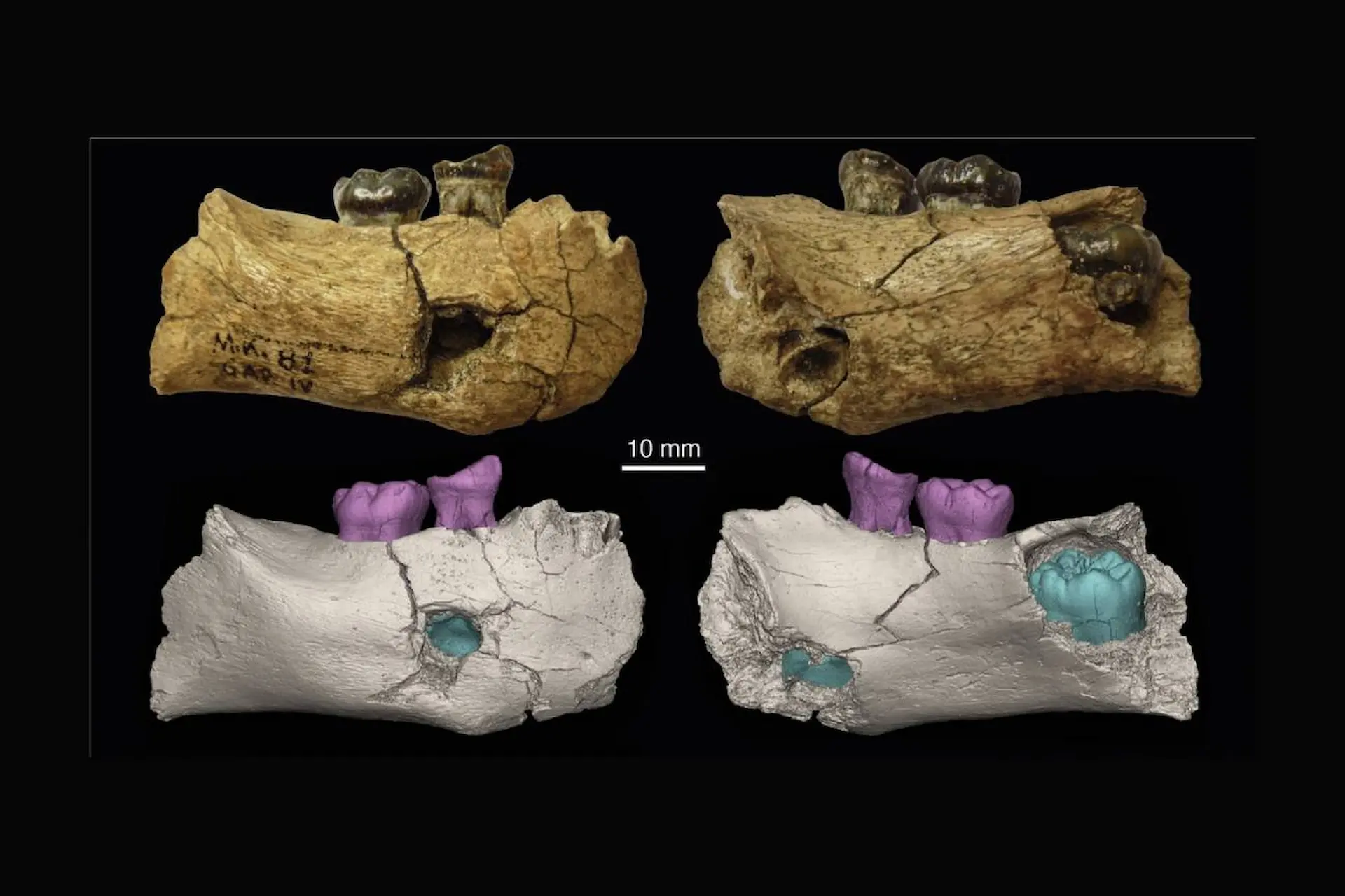 Fragmento de la mandibula de 'Garba', el ejemplar más antiguo de la especie 'Homo erectus' / Imagen: UV