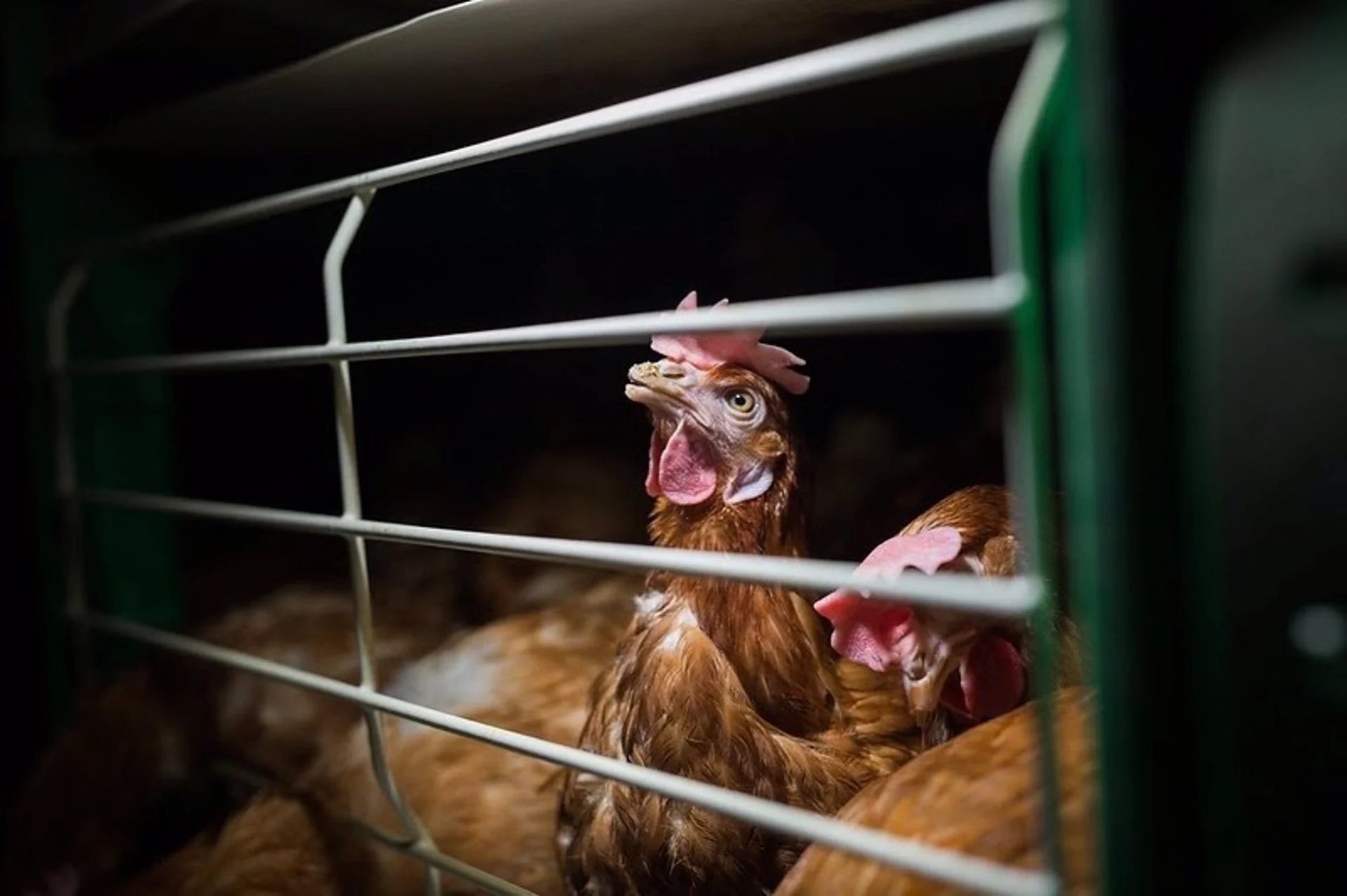 Granja de gallinas en España. Producción de huevos sin jaula / Foto: EP