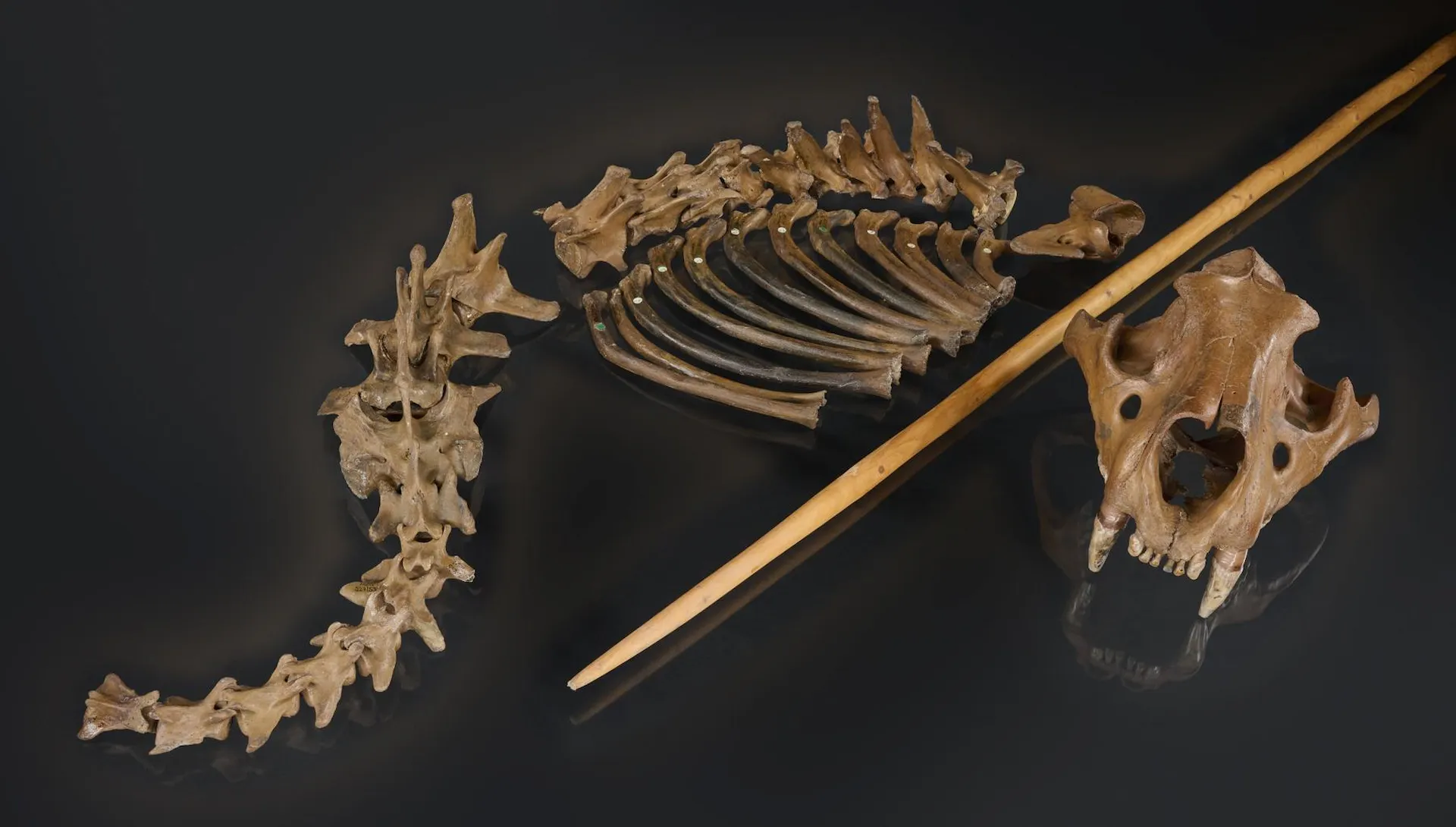 El esqueleto del león cavernario de Siegsdorf (Baviera, Alemania) con una réplica de la lanza de madera que pudo haberlo matado. Los neandertales utilizaban este tipo de lanzas para caza / Foto: University of Tübingen