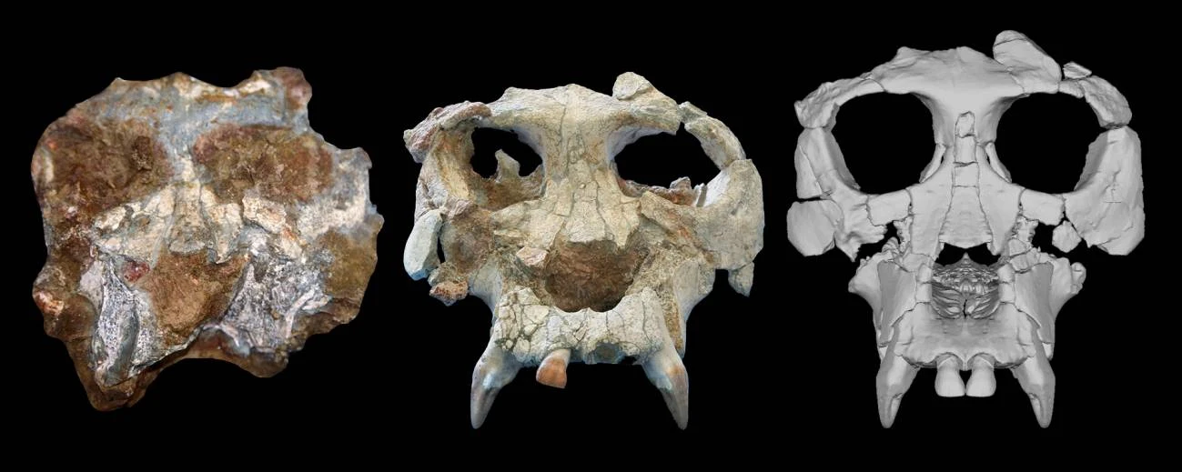 De izquierda a derecha: cráneo de ‘Pierolapithecus catalaunicus’ tal como se recuperó del yacimiento, después del proceso de preparación y, por ultimo, el modelo virtual 3D / Imagen: PNAS