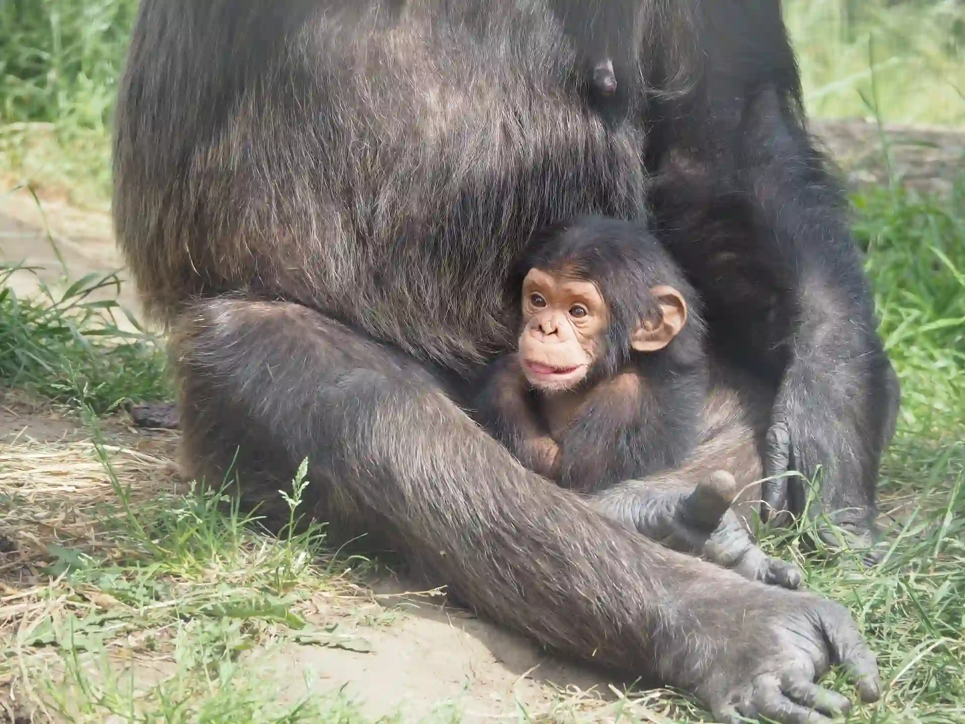 La flexibilidad vocal de los chimpancés jóvenes es similar a la de los bebés humanos / Foto: EP