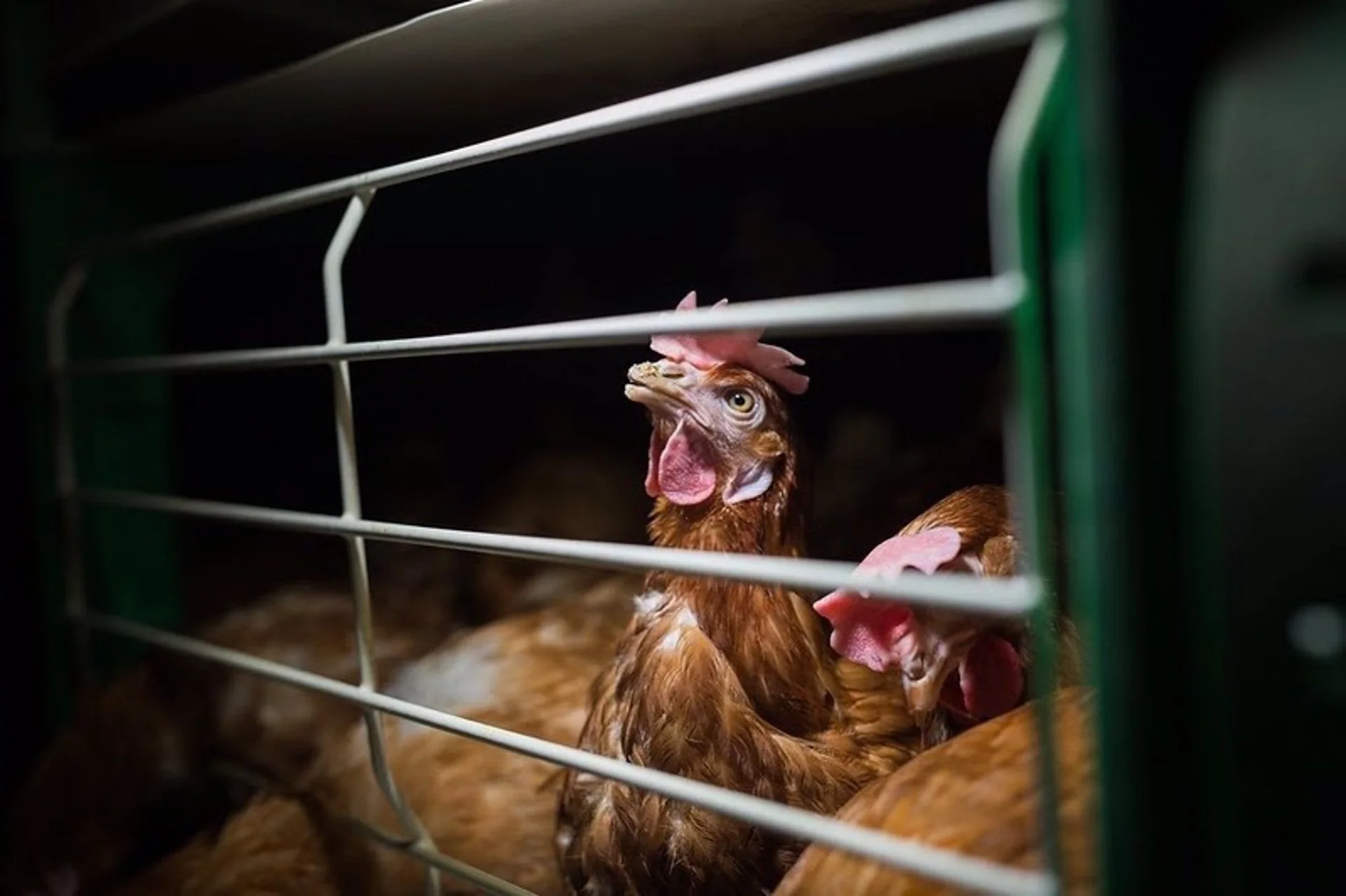 Investigación de Igualdad Animal en granja de gallinas realizada en España / Foto: Igualdad Animal