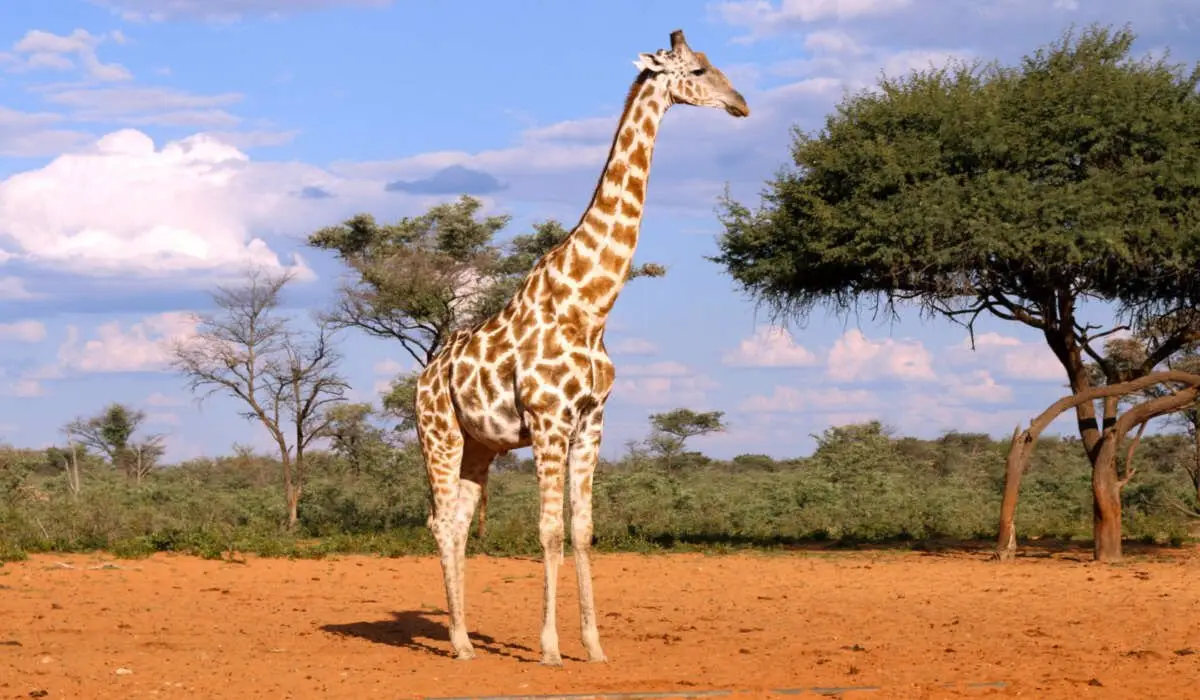 Proteger la jirafa del peligro de extinción / Foto: EP