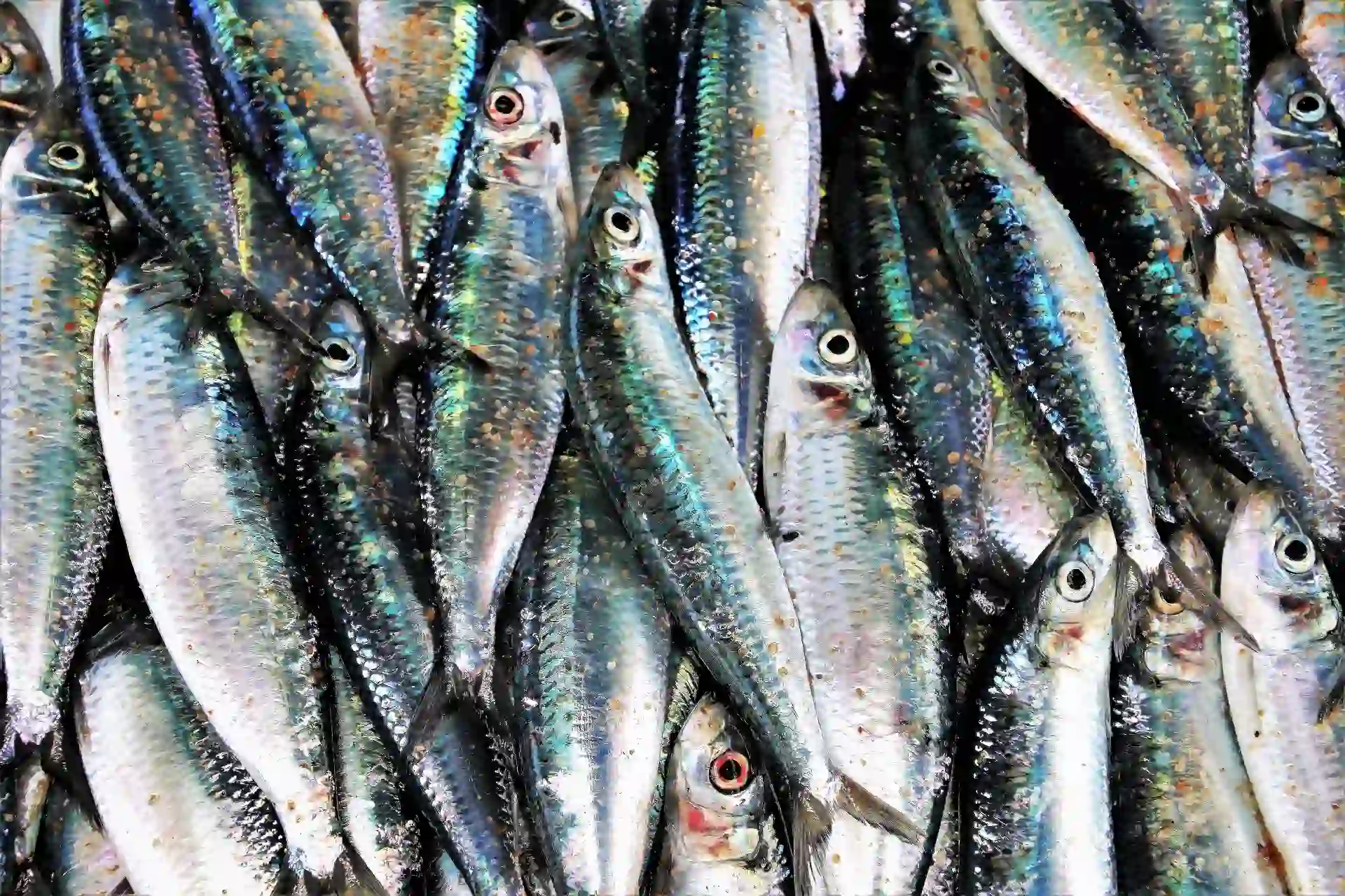 Centenares de sardinas muertes en la playa de Ares en La Coruña / Foto: PB