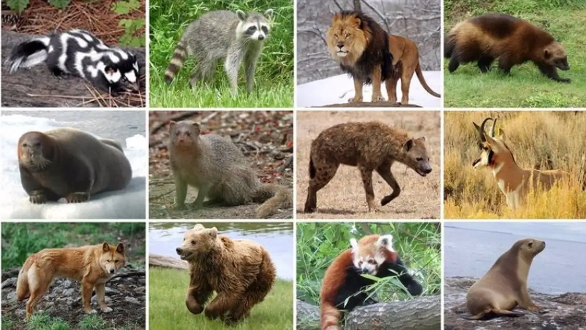 Los patrones de precipitación global son un impulsor de la diversidad animal / Foto: Utah State University