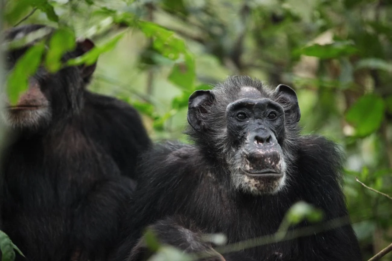 Hembra posreproductora de la comunidad de chimpancés Ngogo, en el Parque Nacional de Kibale, Uganda. Menopausia / Foto: Kevin Langergraber - SUA