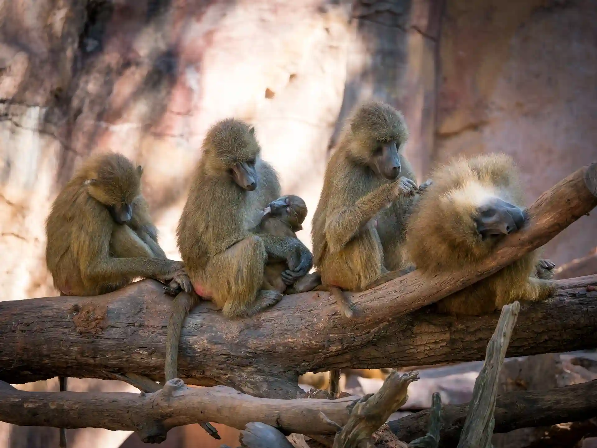 La cooperación estratégica entre los babuinos / Foto: PB