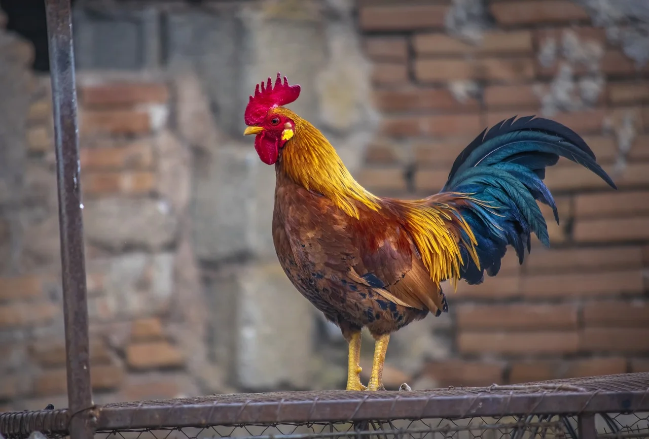 Investigan si los gallos tienen consciencia de sí mismos / Foto: PB