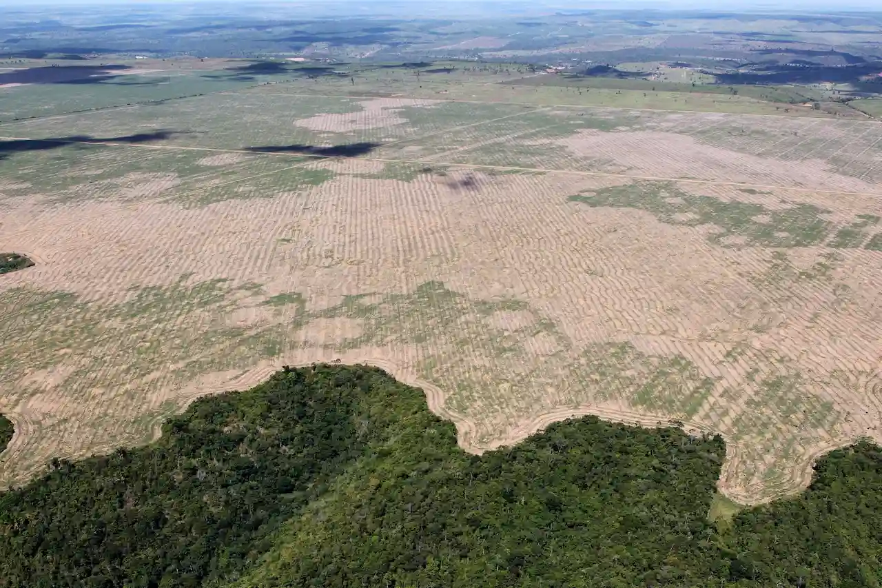 Vista de la deforestación amazónica / Foto: Wikimedia