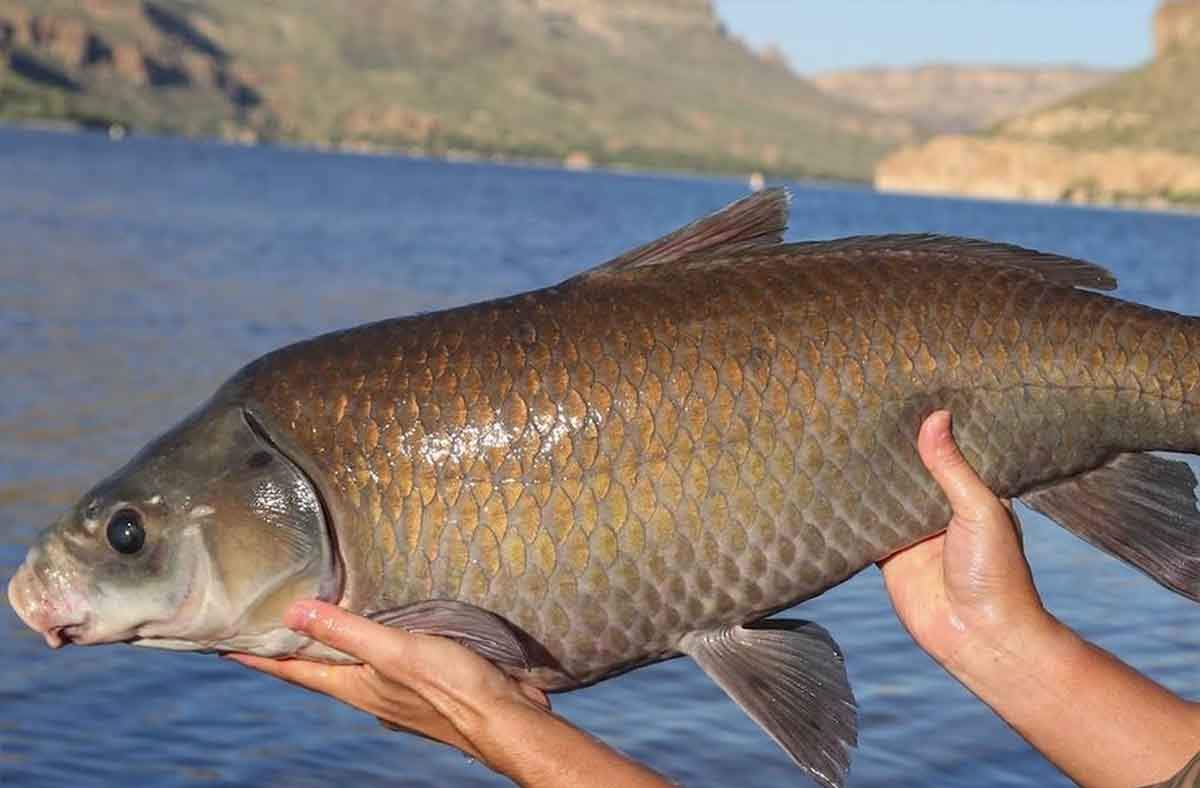 Un pez búfalo de cien años del lago Apache, Arizona / Foto: Universidad de Minnesotta Duluth