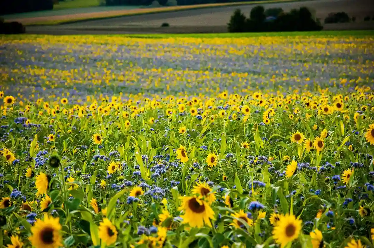 Los giros del girasol requieren múltiples sistemas complejos / Foto: PB