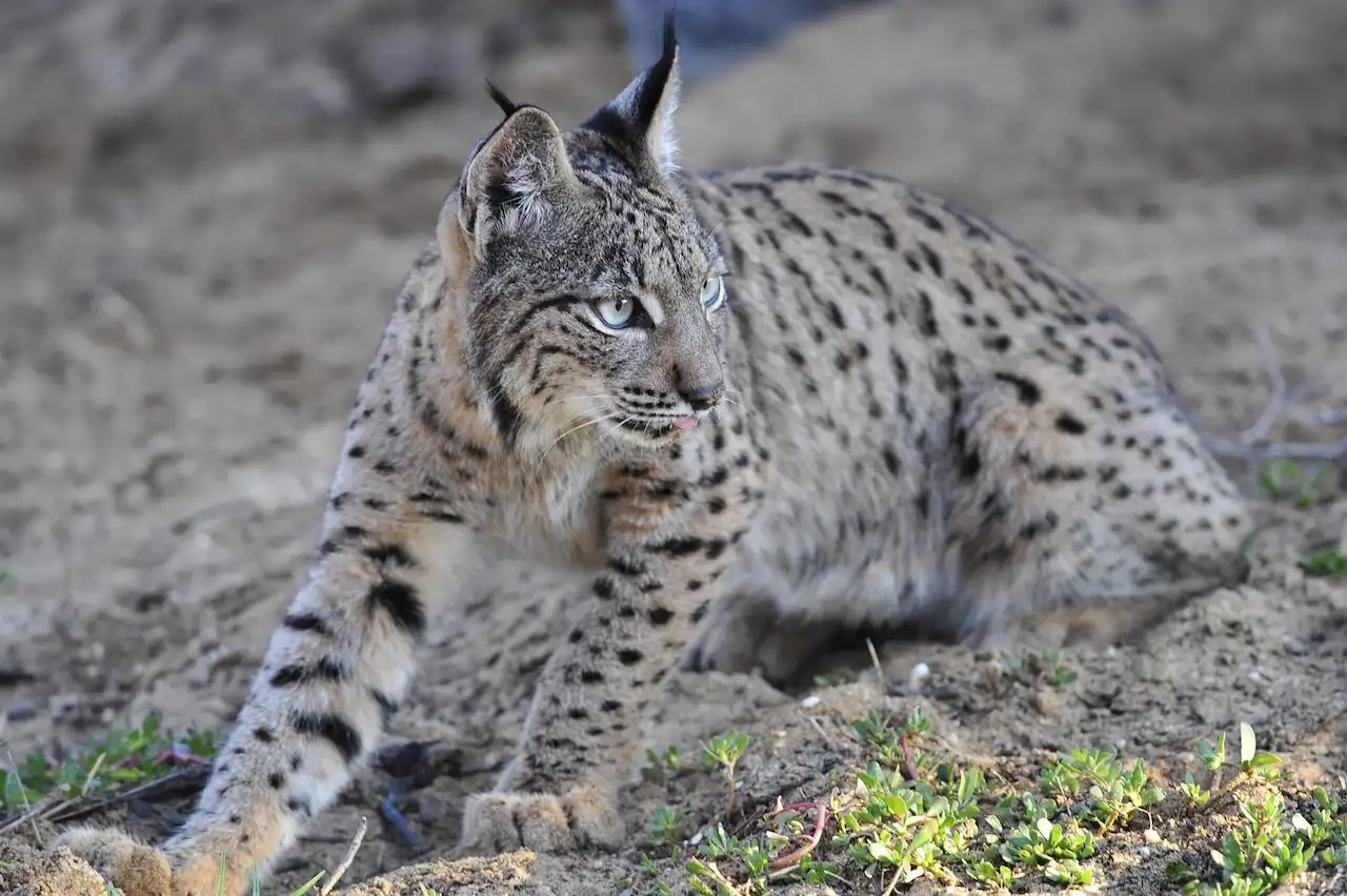 Ejemplar de lince ibérico / Foto: MITECO