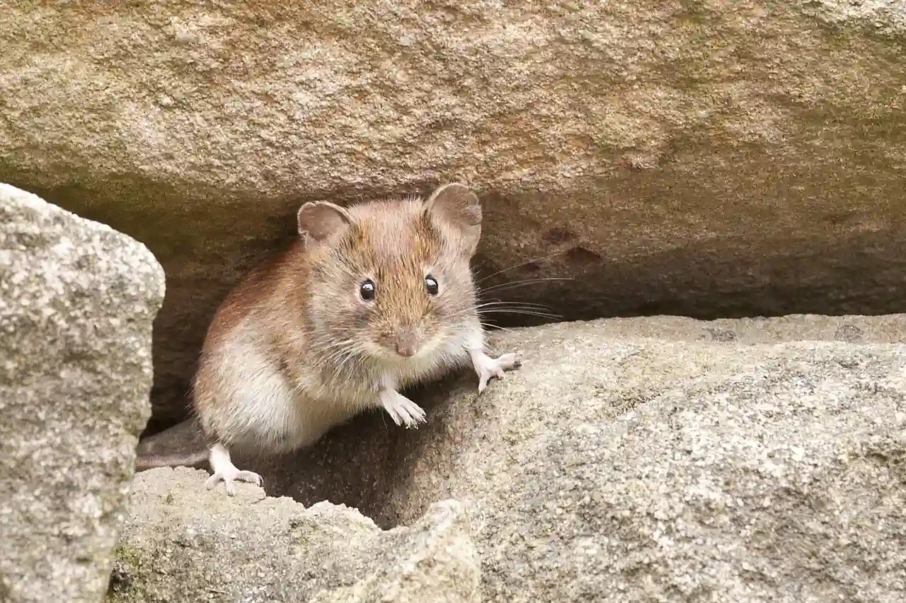 Las ratas también tienen imaginación / Foto: PB