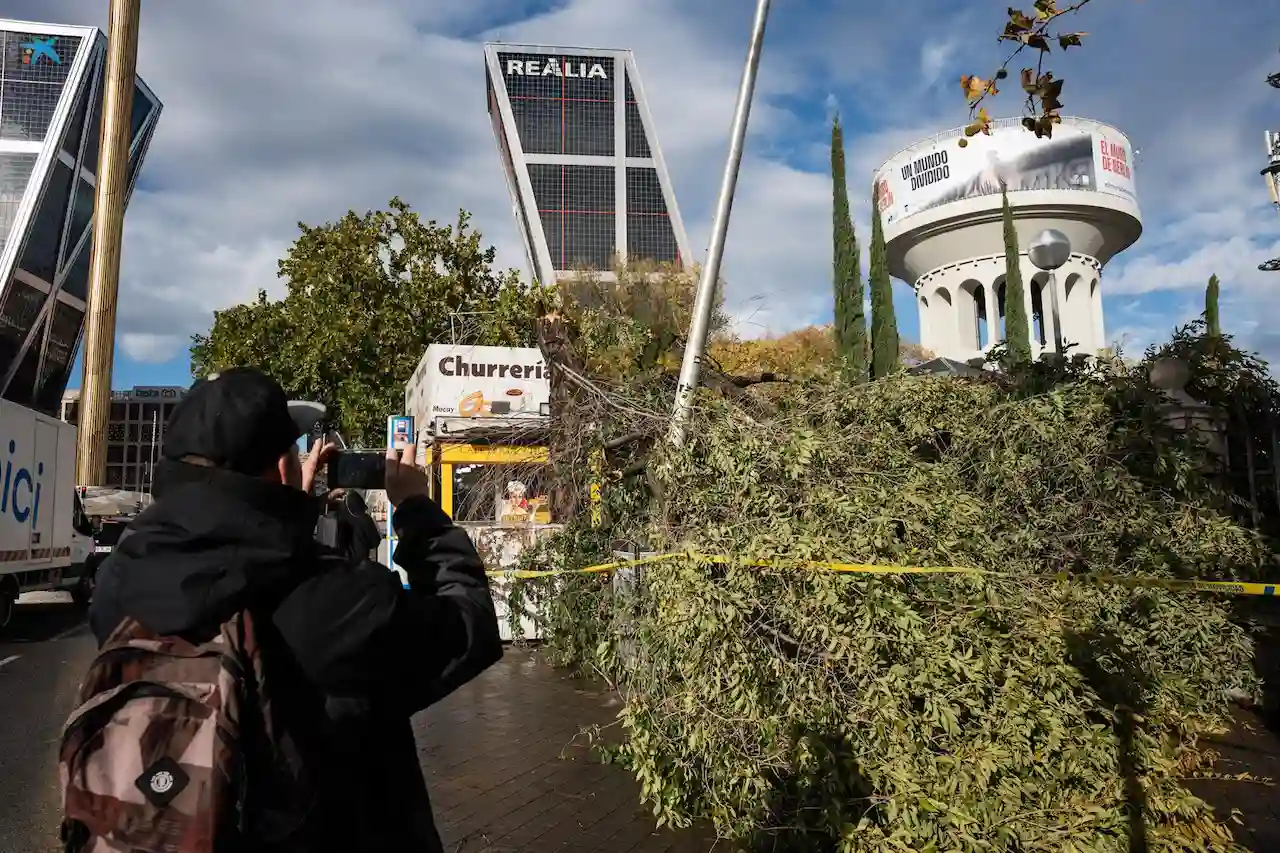 Un hombre saca una foto a un árbol caído en Plaza de Castilla, a 2 de noviembre de 2023, en Madrid / Foto: Matias Chiofalo