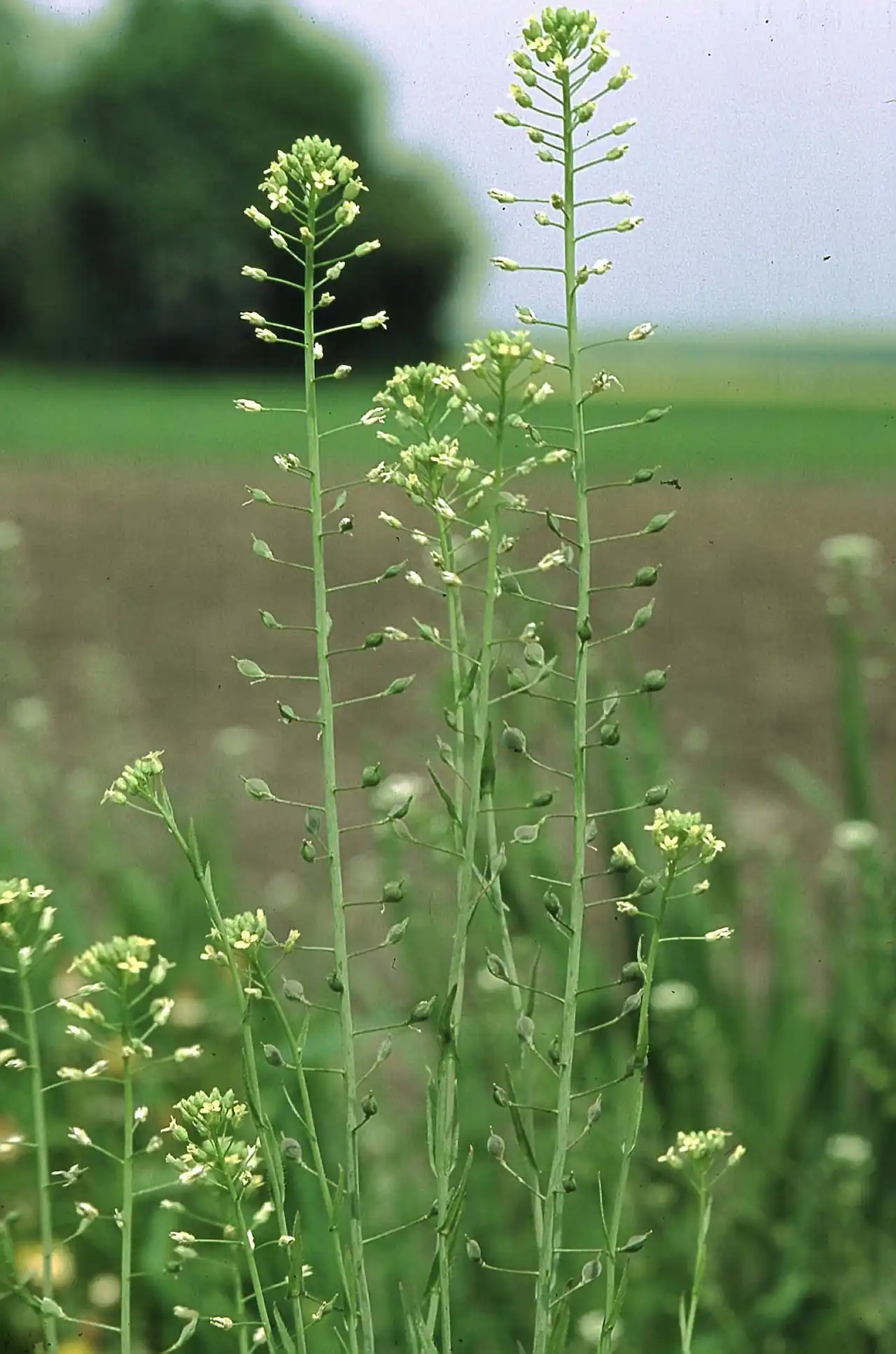 Las plantas tienen diversos trucos para sobrevivir a los días cortos. 'Camelina sativa'/ Foto: Wikipedia