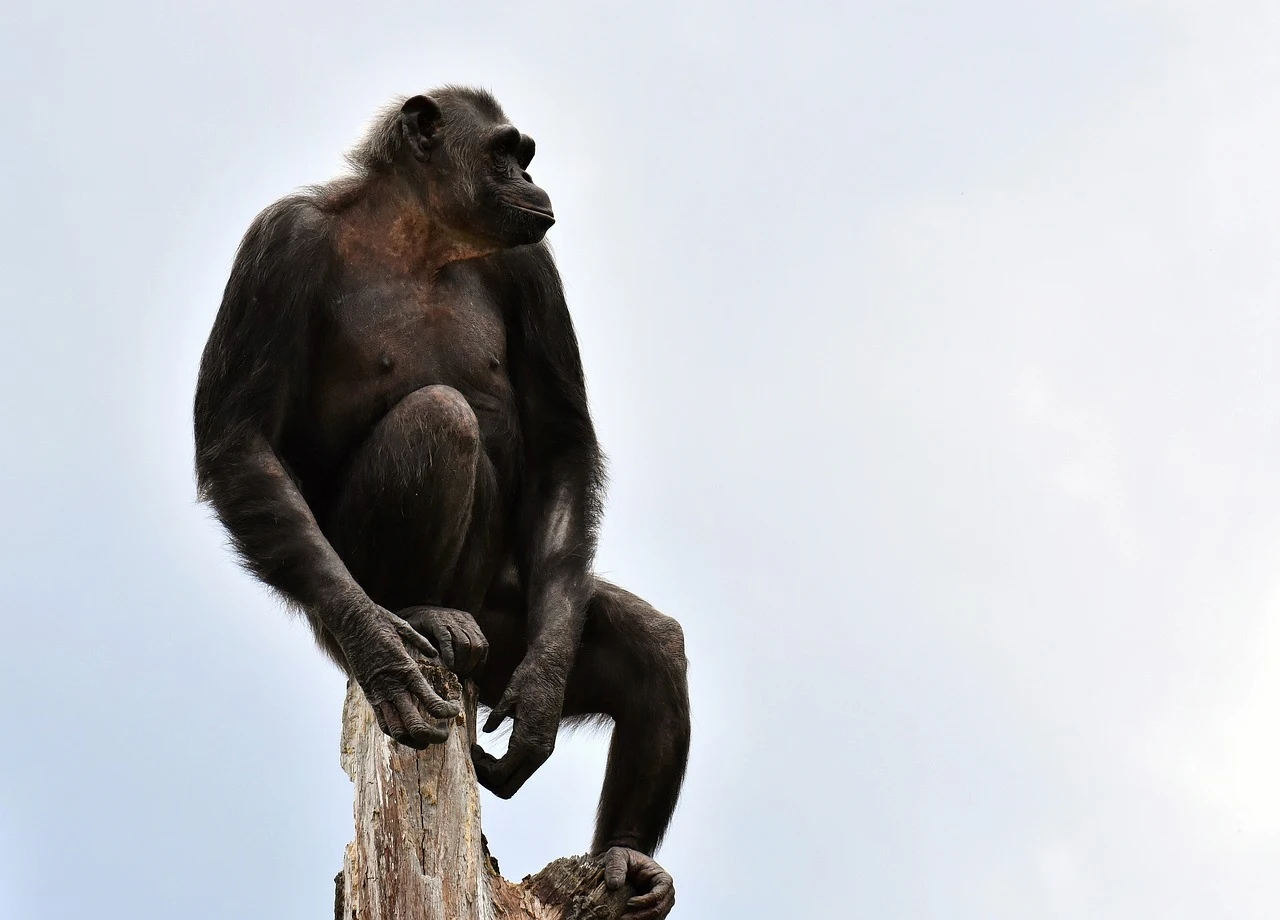 Los chimpancés espían a los rivales desde lugares elevados / Foto: PB