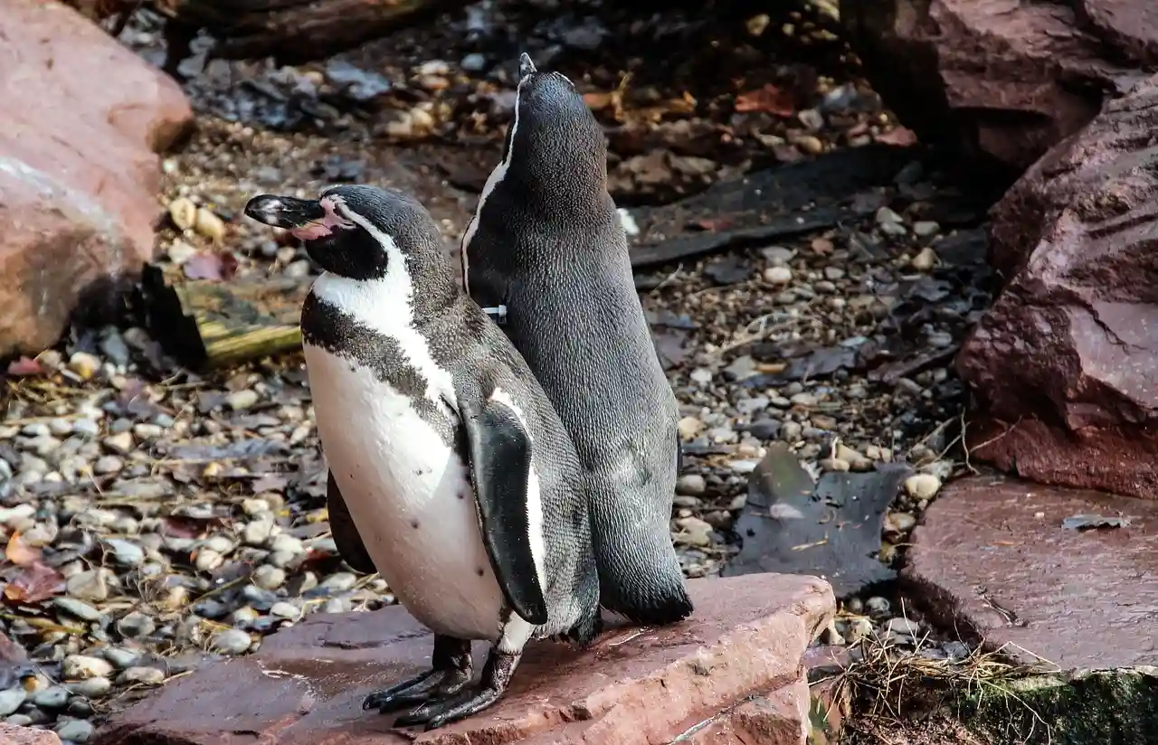 Curiosidades de los pingüinos. Foto: PB