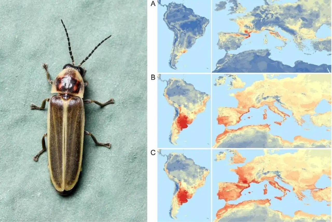 Ejemplar de luciérnaga de Sudamérica, 'Photinus signaticollis', fotografiado en Verges (Girona) / Foto: Adrià Miralles Nuñez - EP