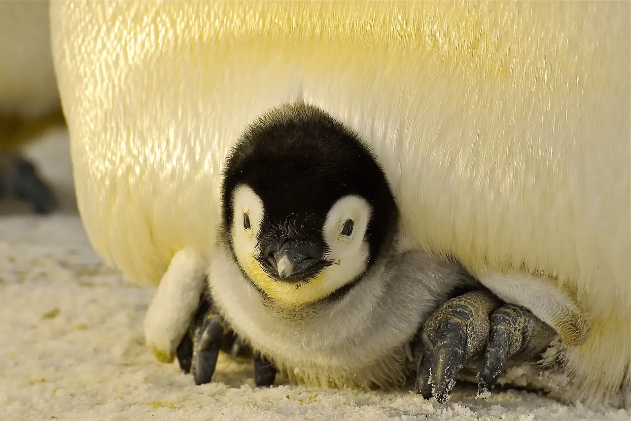 Ejemplar de bebé pingüino salvaje en la Antártida / Foto: PB