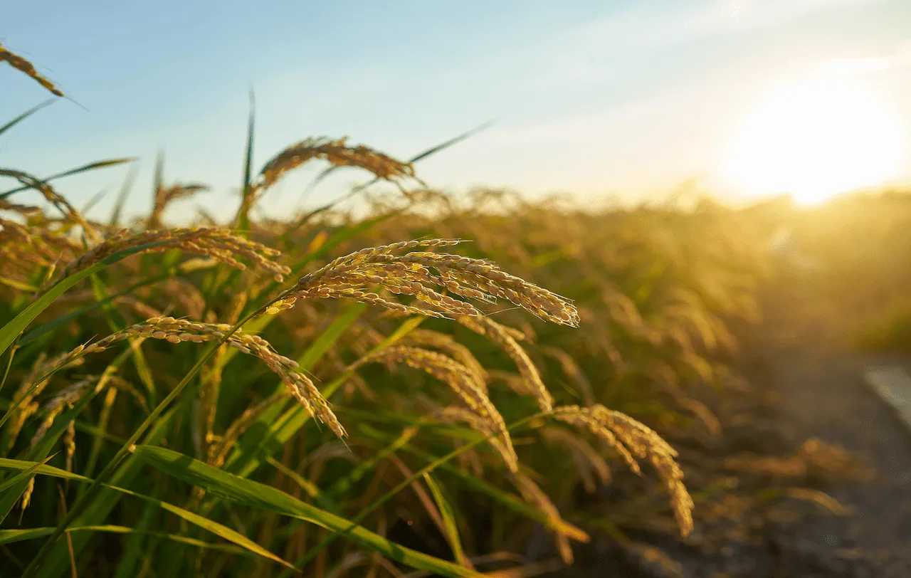 Plantas de arroz en un campo de cultivo. Crisis climática / Foto: FP