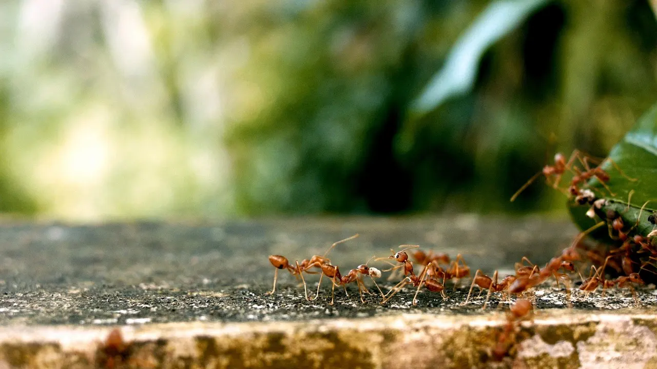 Las hormigas ayudan a controlar la plaga de la polilla del olivar / Foto: PB