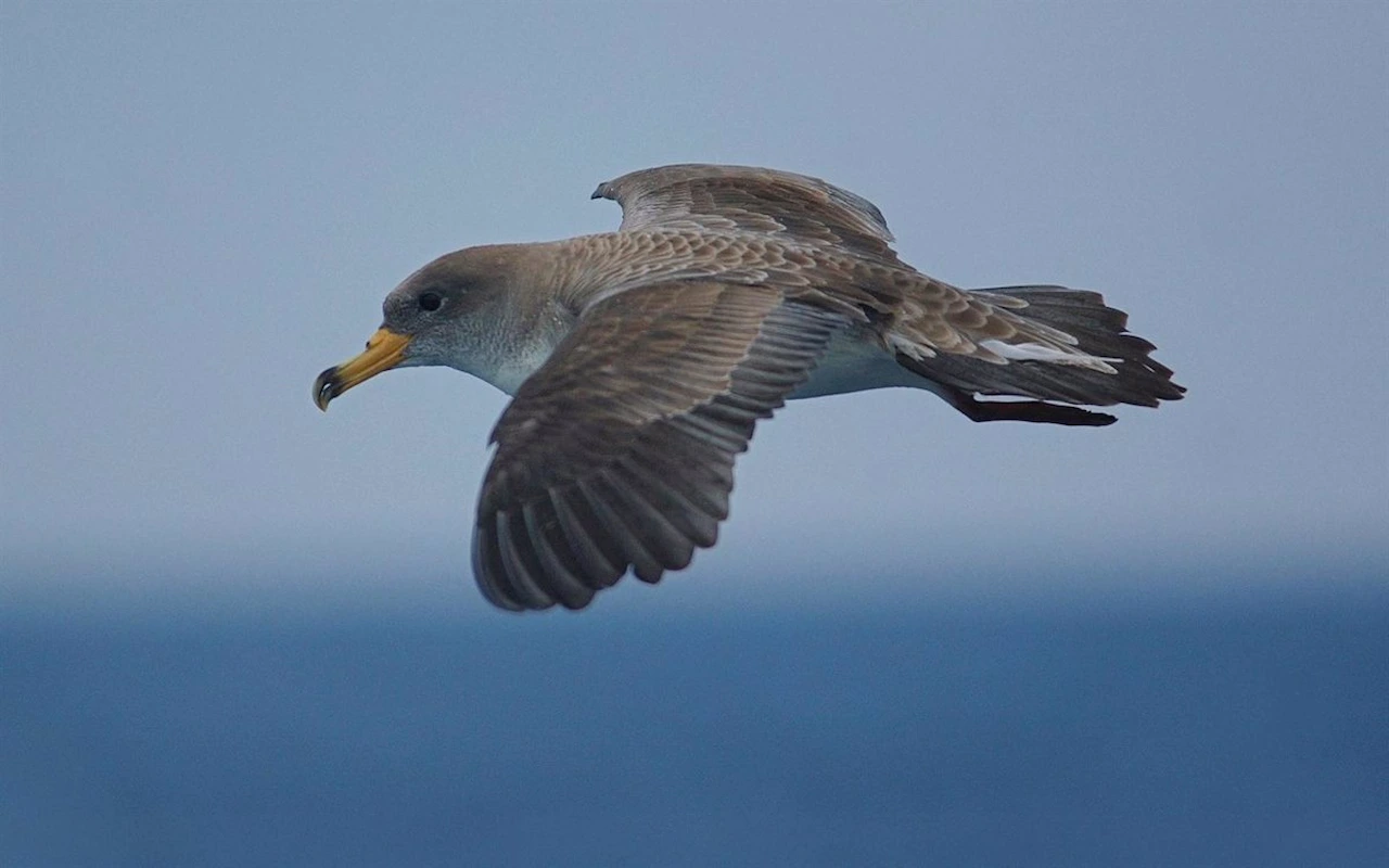 La pardela cenicienta es un ave marina que pasa la mayor parte del año mar adentro / Foto: EP