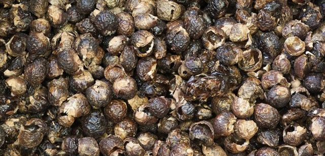 Las llamadas 'nueces del jabón', cáscaras de los frutos de un árbol tropical, contienen saponina y permiten lavar la ropa / Foto: Josep Cano