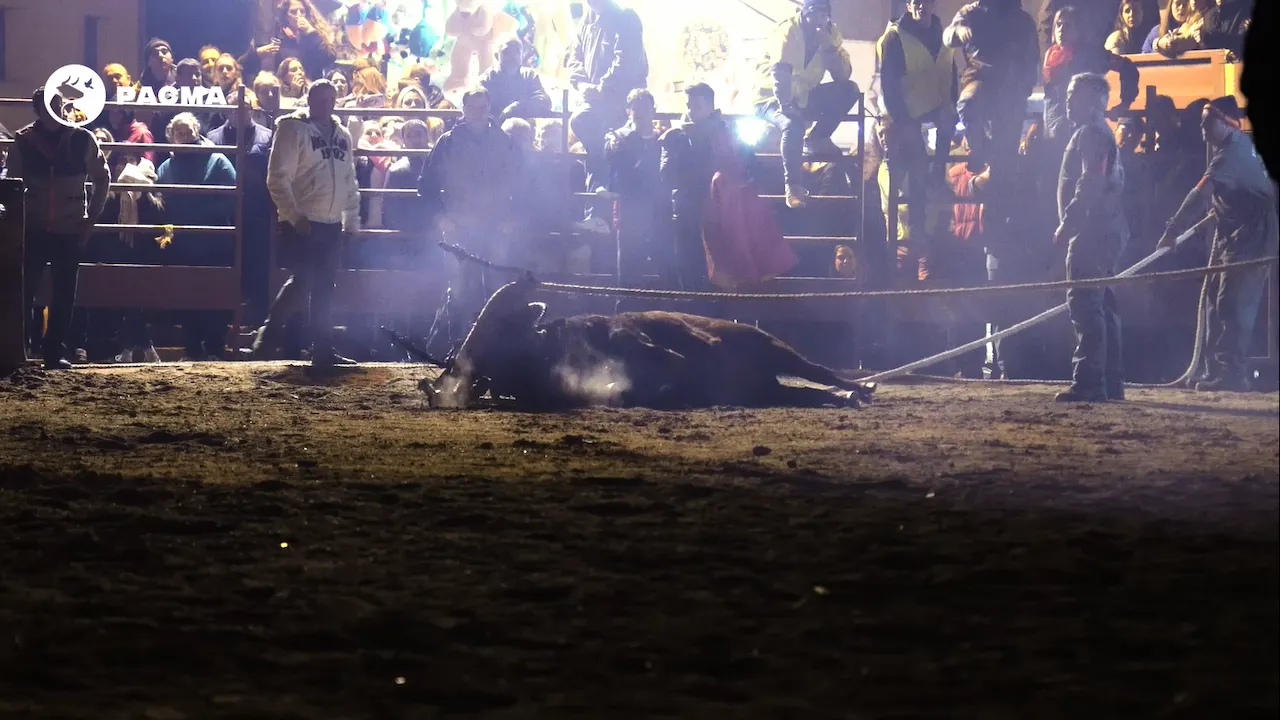 'Apaguemos el fuego de la tortura'. El Toro Jubilo que acabó falleciendo en pleno festejo de tortura en 2022 / Foto: PACMA