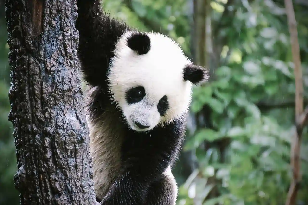 Oso panda gigante ('ailuropoda melanoleuca'), es una especie de mamífero. Curiosidades de los osos panda / Foto: PB