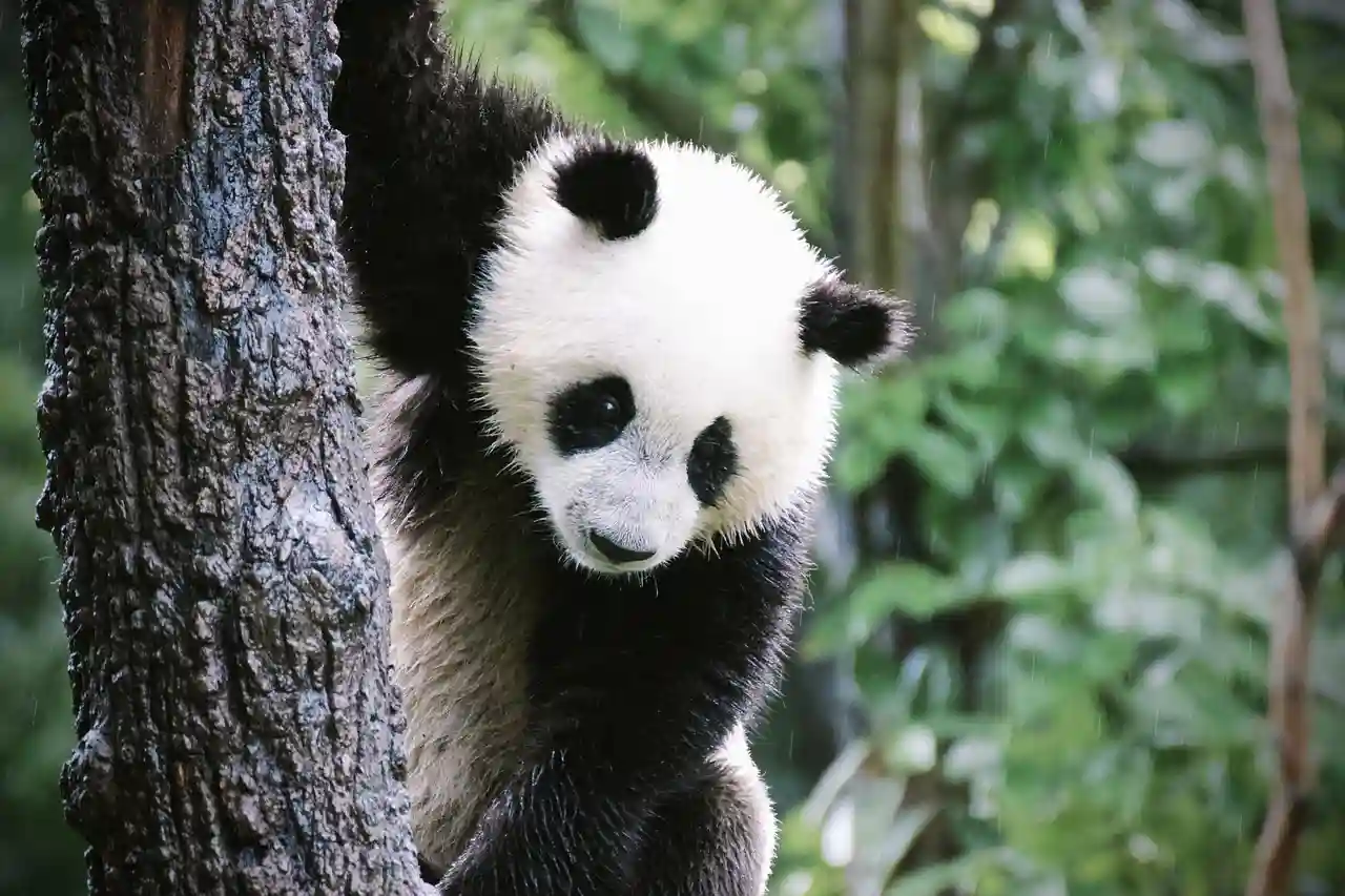 Curiosidades de los osos panda que casi nadie conoce